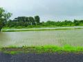 पेणमध्ये समाधानकारक पावसाने भातशेती बहरली - Marathi News |  Paddy cultivation erupted with satisfactory rainfall in the pen | Latest raigad News at Lokmat.com