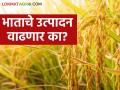 Paddy Crop : राज्यात पावसाने भात पिकाची दाणादाण, यंदा उत्पादन वाढणार का? वाचा सविस्तर - Marathi News | Latest News Paddy Crop Rains damaged paddy crop in maharashtra, how is production rice | Latest agriculture News at Lokmat.com