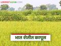 Cotton in Paddy Crop : 'प्रयोगशील शेती' : एकाच शेतात धानाबरोबरच कापूस, वाचा सविस्तर   - Marathi News | Latest news Cotton cultivation in rice farming, experiment of farmers in Gadchiroli district, read in detail | Latest agriculture News at Lokmat.com
