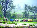 इगतपुरी तालुक्यात भात लागवडीला वेग - Marathi News | Speed ​​of cultivation of rice in Igatpuri taluka | Latest nashik News at Lokmat.com