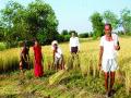भातशेतीच्या कामाला वेग - Marathi News | The pace of paddy cultivation | Latest raigad News at Lokmat.com