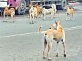 भटक्या कुत्र्यांमुळे पुणेकर जेरीस - Marathi News | Punkar Jeris, because of dreaded dogs | Latest pune News at Lokmat.com