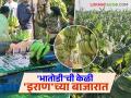 Farmer Success Story : पाच एकरांत २५ लाखांचे केळी उत्पादन घेऊन शंकररावांनी केला भारी प्रयोग वाचा सविस्तर - Marathi News | Farmer Success Story: Shankarrao did a huge experiment by producing 25 lakhs worth of bananas in five acres. Read in detail | Latest agriculture News at Lokmat.com