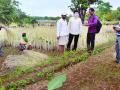 रत्नागिरी जिल्ह्यात भातशेतीचे २६ कोटी ७५ लाखांचे नुकसान - Marathi News | Ratnagiri district has a loss of Rs | Latest ratnagiri News at Lokmat.com