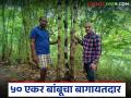 World Bamboo Day : भावेशने आयटी क्षेत्रातील नोकरी सोडून गावातच फुलवली तब्बल ५० एकरांवर बांबूची शेती - Marathi News | World Bamboo Day : Bhavesh quit his job in the IT sector and started a bamboo farm on 50 acres in his village | Latest agriculture News at Lokmat.com