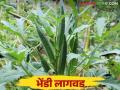 Bhendi Lagwad : रब्बी हंगामात भेंडी पिक ठरतेय फायदेशीर कशी कराल लागवड? - Marathi News | Bhendi Lagwad : Okra crop is profitable in Rabi season How to cutivate? | Latest agriculture News at Lokmat.com