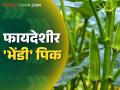 बारमाही उत्पादनासाठी हे आहे फायदेशीर भाजीपाला पिक; कशी कराल लागवड? - Marathi News | This is a profitable vegetable crop for perennial production; How to cultivate it? | Latest agriculture News at Lokmat.com