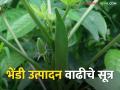 उन्हाळी भेंडीच्या उत्पादन वाढीसाठी करा हे सोपे उपाय - Marathi News | Follow these simple steps to increase summer okra production | Latest agriculture News at Lokmat.com