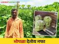Bottle Gourd Farming : सोशल मीडियावरून माहिती घेत या शेतकऱ्याने दहा गुंठे भोपळ्याच्या शेतीत केली कमाल - Marathi News | Farmer Success Story : Taking information from social media, this farmer cultivated bottle gourd in 10 guntha get good income | Latest agriculture News at Lokmat.com