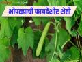 Bhopla Sheti : भोपळ्याच्या 'या' वाणाची फायदेशीर शेती करा, इथून मिळवा बियाणे  - Marathi News | Latest News Bhopla farming Good income from cultivation of PSPL variety pumpkin Buy seed here | Latest agriculture News at Lokmat.com