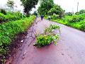 भोर-कापूरव्होळ मार्ग निसरडा - Marathi News | Dhor-Kappur route slipped out | Latest pune News at Lokmat.com