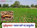 Bhuimug Crop : भुईमुगाला 'वायर वर्म'चा धोका; 'या' करा उपाययोजना - Marathi News | Groundnuts Crop: Groundnuts are at risk of 'wire worm'; 'Come' and take measures | Latest agriculture News at Lokmat.com