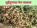 Groundnut cultivation : भुईमूग लागवडीची लगबग सुरु; असे करा नियोजन वाचा सविस्तर - Marathi News | Groundnut cultivation: Groundnut cultivation is about to start; Read the plan in detail | Latest agriculture News at Lokmat.com