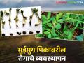 Bhuimug Crop Management : भुईमूग पिकावरील खोडकुज, मुळकुज रोगाचे असे करा व्यवस्थापन - Marathi News | Bhuimug Crop Management: latest news Management of root rot, root rot disease on groundnut crop | Latest agriculture News at Lokmat.com