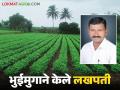 भुईमुग पिकात हिरवळीच्या खतांनी केली जादू; एक एकर क्षेत्रातून निघाले सव्वालाखाचे उत्पन्न - Marathi News | Green manures worked magic in groundnut crop; one acre of land yielded Rs. 1.5 lakh income | Latest agriculture News at Lokmat.com