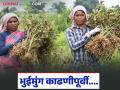 Bhuimung Harvest : भुईमुगाची काढणी नेमकी कधी करावी, काय संकेत असतात? वाचा सविस्तर - Marathi News | Latest News Bhuimug Kadhani Advice on taking some important precautions before harvesting groundnuts | Latest agriculture News at Lokmat.com