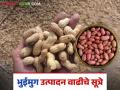 Bhuimug Utpadan : भुईमुगातील शेंगाचे व तेलाचे उत्पादन वाढविण्यासाठी करा हे उपाय - Marathi News | Bhuimug Utpadan : Take these measures to increase the production of groundnut pods and oil | Latest agriculture News at Lokmat.com