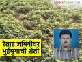 Farmer Success Story : मेहनत आली फळाला; रेताड जमिनीवर फुलले भुईमूग, वाचा यशोगाथा   - Marathi News | Latest News Farmer bhuimug Success Story Groundnuts flourished on sandy soil, read the success story | Latest agriculture News at Lokmat.com
