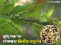 भुईमुगावर रस शोषणाऱ्या किडींचा प्रादुर्भाव झालाय? असं करा एकात्मिक किड व्यवस्थापन  - Marathi News | Latest News Integrated pest management of summer groundnut by vishal chaudhri | Latest agriculture News at Lokmat.com