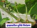 द्राक्षावरील भुरी रोगाची लक्षणे अन् त्याचे नियंत्रण कसे करावे, जाणून घ्या सविस्तर  - Marathi News | Latest news Learn in detail about symptoms of brown spot disease on grapes and how to control | Latest agriculture News at Lokmat.com