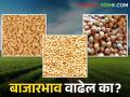 भुसार धान्यांचे बाजारभाव स्थिर राहण्याची शक्यता - Marathi News | sorghum, wheat, chickpea prices likely to remain stable | Latest agriculture News at Lokmat.com