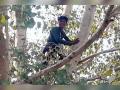 वेतनासाठी परिचराची तहसील कार्यालयातच वीरूगिरी - Marathi News | Attendant's strike on the tree in Tehsil office Amgaon premises itself for salary | Latest gondia News at Lokmat.com