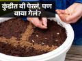 पावसाळ्यात कुंडीत भाज्या लावायच्या, पण बी नेमकं कसं पेराल? बिया नेमक्या रुजण्यासाठी १० गोष्टी विसरु नका.. - Marathi News | What are the steps in sowing seeds? How do you plant seeds in rainy season at home? How to sow seeds in pots? | Latest sakhi News at Lokmat.com