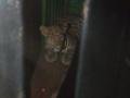 पोरज शिवारात धुमाकूळ घालणारा बिबट्या जेरबंद  - Marathi News | The leopard caught in Khamgaon | Latest buldhana News at Lokmat.com