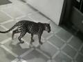 दबक्या पावलानं आधी घरात शिरला, मग अचानक केला हल्ला; पाहा VIDEO - Marathi News | leopard first entered the house, then made a sudden attack; Incident captured on CCTV | Latest national News at Lokmat.com