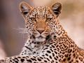 बिबट्याच्या अवयवांची तस्करी, ब्रह्मपुरीतील आरोपीला अटक - Marathi News | man arrested in leopard organ smuggling in brahmapuri | Latest nagpur News at Lokmat.com