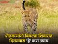 Leopard Awareness : बिबट्या फिरतोय शिवारात; शेतकऱ्यांनो 'ही' घ्या खबरदारी ! वाचा सविस्तर - Marathi News | Leopard Awareness : leopard in farms; Farmers be careful! | Latest agriculture News at Lokmat.com
