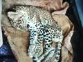 बिबट्याच्या कातडीची विक्री; कामथे घाटात दोघांना अटक - Marathi News | Sale of leopard skin; Both were arrested in Kamtha Ghat | Latest ratnagiri News at Lokmat.com