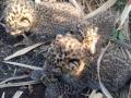 शिर्डीमध्ये उसाच्या शेतात सापडले बिबट्याचे बछडे - Marathi News | Leopard calf found in sugarcane fields in Shirdi | Latest ahilyanagar Photos at Lokmat.com