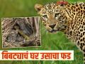 Bibtya : बिबट्या म्हणतोय जरा माझं पण ऐका..! मी झालोय घर का ना घाट का - Marathi News | Bibtya : Leopard is saying just listen to me..! Why have I become a no home or no forest? | Latest agriculture News at Lokmat.com