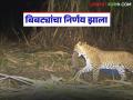 बिबट्यांना जेरबंद करण्यासाठी तब्बल ११ कोटी रुपयांचा निधी मंजूर; केल्या जाणार 'ह्या' उपाययोजना - Marathi News | A fund of Rs 11 crore has been approved to capture leopards; 'These' measures will be taken | Latest agriculture News at Lokmat.com