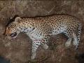 Pune News: पुणे-नाशिक महामार्गावर बिबट्याचा मृत्यू; अज्ञात वाहनाची धडक - Marathi News | Leopard dies on Pune-Nashik highway; Hit by an unknown vehicle | Latest pune News at Lokmat.com