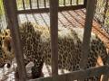 दोन महिन्याचा बिबट्या विहिरीतून सुखरूप बाहेर - Marathi News | Two-month-old leopard safely out of the well | Latest ahilyanagar News at Lokmat.com