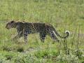 बिबट्याचा शेतकऱ्यावर हल्ल्याचा प्रयत्न... - Marathi News | Trying to attack the leopard's farmer ... | Latest nashik News at Lokmat.com