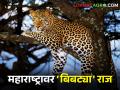 महाराष्ट्रात दोन हजार बिबटे पण त्यातले ७५ टक्के राहतात जंगलाच्या बाहेर - Marathi News | There are two thousand leopards in Maharashtra but 75 percent of them live outside the forest | Latest agriculture News at Lokmat.com