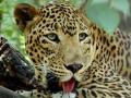 फिल्मसिटी परिसरात मृतावस्थेत आढळले बिबट्या आणि सांबर - Marathi News |  Leopard and Sambar found in the dead body of the filmcity area | Latest mumbai News at Lokmat.com