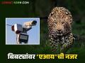Bibtya AI Alert : शिराळा तालुक्यातील १८ गावांत आता बिबट्या दिसताच एआय देणार अलर्ट - Marathi News | Bibtya AI Alert : Now AI will give alert when leopard is seen in 18 villages of Shirala taluka | Latest agriculture News at Lokmat.com