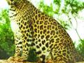 बिबट्याच्या हल्ल्यात पिता-पुत्र जखमी - Marathi News | Father and son injured in leopard attack | Latest ahilyanagar News at Lokmat.com