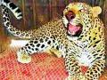 विंचूरदळवीत बिबट्याच्या हल्ल्यात वासरू ठार - Marathi News | The calf killed in a leopard attack | Latest nashik News at Lokmat.com