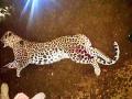 ३५ गायींनी एकत्र येत केले हल्लेखोर बिबट्याला ठार - Marathi News | 35 cows came together to kill the attacker leopard | Latest ahilyanagar News at Lokmat.com