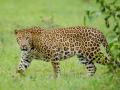 वाल्हे सुकलवाडी परिसरात असलेला बिबट्या अखेर जेरबंद - Marathi News | The leopard in Valhe Sukalwadi area is finally jailed pune latest news | Latest pune News at Lokmat.com