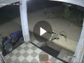 VIDEO: पुण्यात एक-दोन नाही तर तीन-तीन बिबट्यांचा मुक्त वावर; थरार CCTV कॅमेऱ्यात कैद - Marathi News | Not one or two but three leopards roam free in Pune; The thrill caught on CCTV cameras | Latest pune News at Lokmat.com