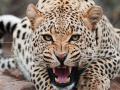 बिबट्याने केलेल्या हल्ल्यात वृद्ध ठार - Marathi News | Elderly man killed in leopard attack | Latest nashik News at Lokmat.com