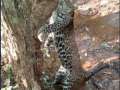 लांजात फासकीत अडकून बिबट्याचा मृत्यू - Marathi News | Leopard dies after being caught in a trap | Latest ratnagiri News at Lokmat.com