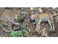 मेळघाटात दोन बिबट मृतावस्थेत आढळले; वनविभागात खळबळ - Marathi News | two leopards found dead in Melghat on the forests of Semadoh - Raipur route | Latest amravati News at Lokmat.com