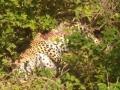 कोरड्या विहिरीत बिबट मृतावस्थेत आढळला - Marathi News | The leopard was found in a dry well in the dead | Latest amravati News at Lokmat.com